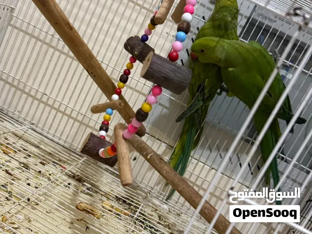 ببغاء الدره الهندي300