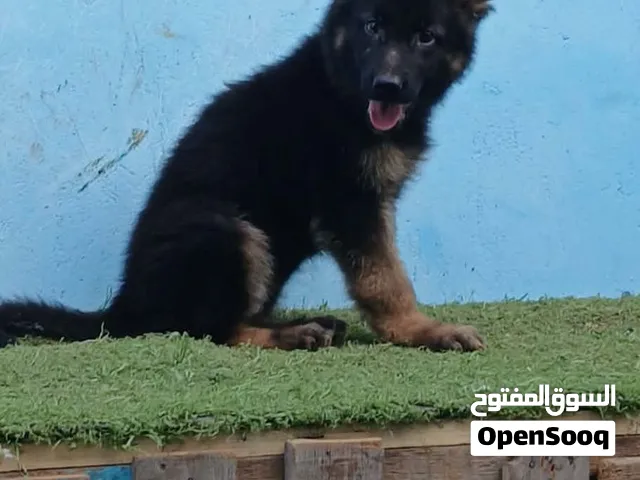 جراويه جيرمن شيبرد بيور
