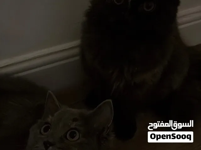 قطتين للتبني مع اغراضهم