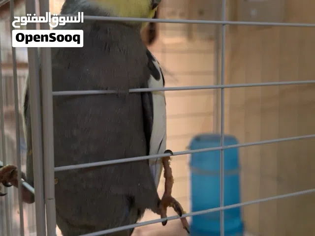 طير كروان كوكتيل