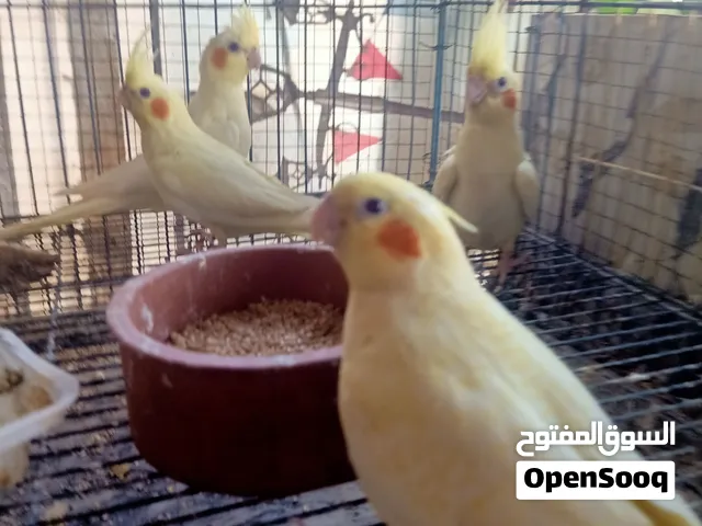 عصافير لاتيني للبيع