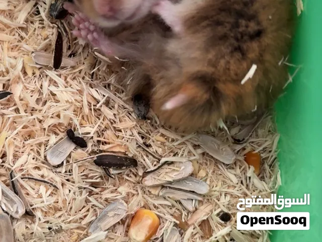 ثلاث هامستر للبيع باقل سعر