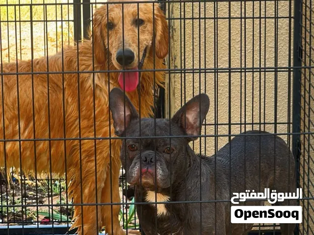 قولدن رتريفر ذكر و فرنش و قولدن بابي