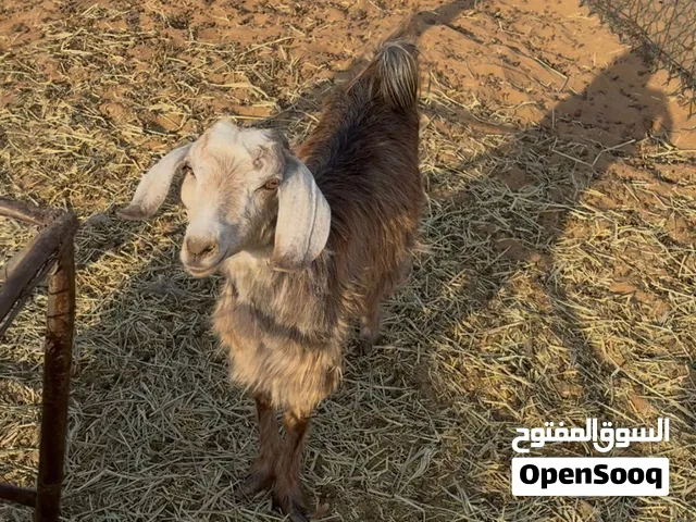يدعه للبيع