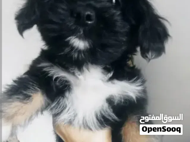 كلب يوركشاير للبيع عمر شهرين ونصف واخد كل التطعيمات اللازمة ومعاه البوكس الحجم الكبير ومعاه بوتى للح