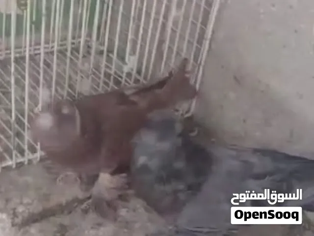 زوج بخاره منتج