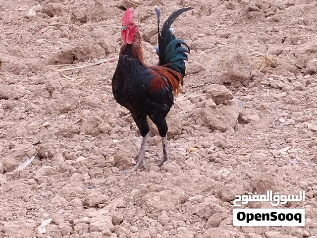 ديك دجاج عرب
