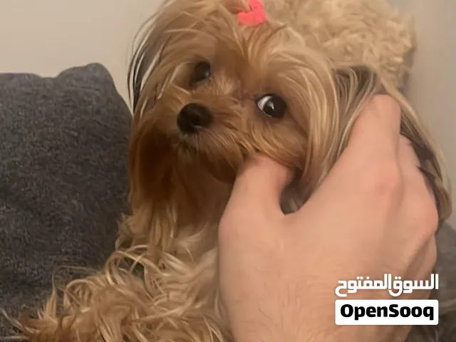 ثلاث كلاب للبيع الواحد700 معهم جواز سفر و دفتر مطعيم الام وارد اكرنيه