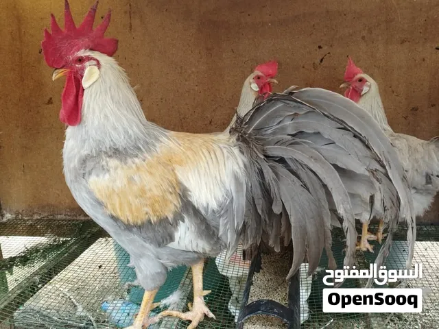 افضل 3 انواع ل اتتاج البيض