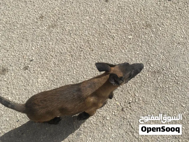 السلام عليكم متوفر جروه مالينوا انثايه للبيع العمر شهرين