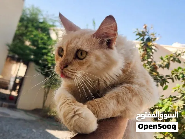 قطه شيرازيه