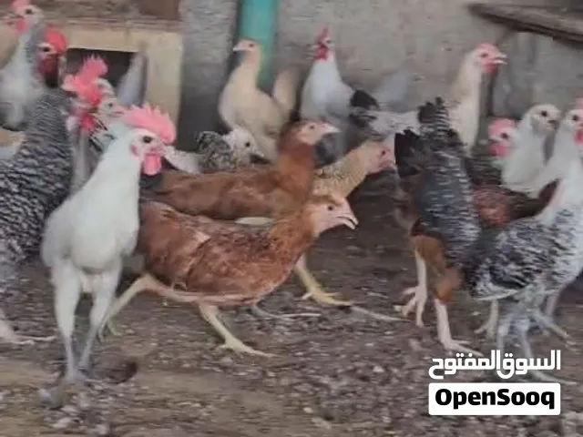 دجاج ميكس فيومى وفرنسى للبيع