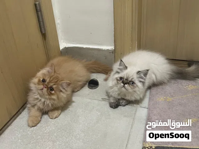 قطط كيتين هملايا  و بيكي فيس عمر شهرين ونصف  مدربين على ستخدام الليتر  بوكس وتناول الدراي والويت فود