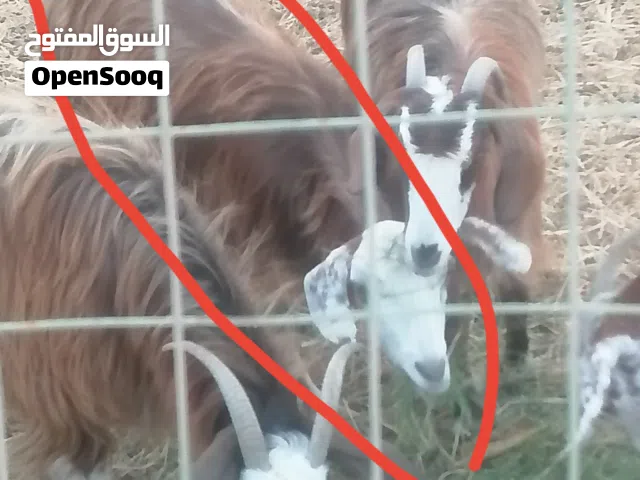 صخله انثى للبيع قابل لتفاوض