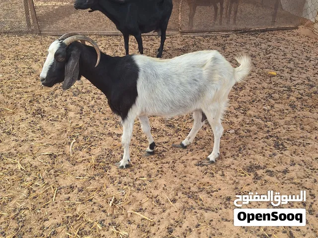 عنز عشراء ف الشهرين بالجهاز اتاوم كل عام تحلب شق واحد سنها جامعة السعر 1200 المكان الجميل