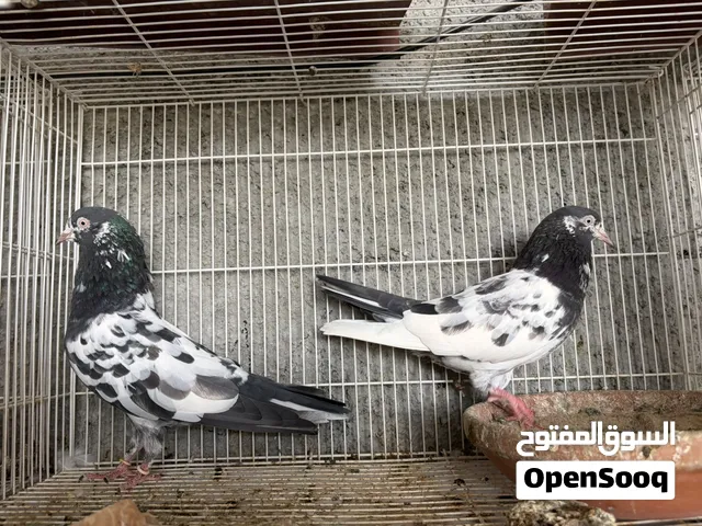 تيديات بيور