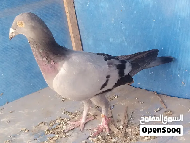 طيرين للبيع