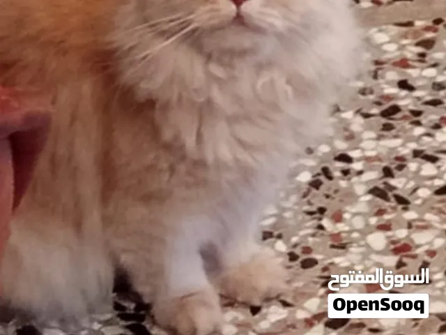 قطط كلاب العنده يجيني وتساب