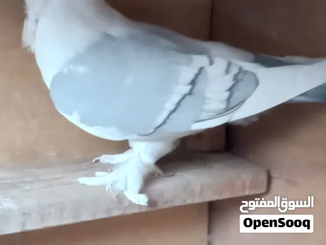 للبيع 15 الف