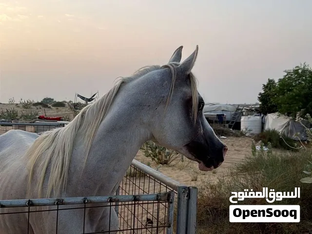 حصان عربي العمر بين 8.9