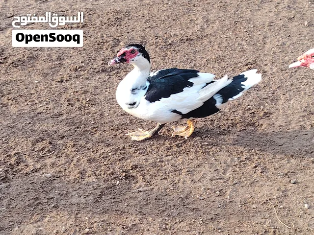 بط ذكر مصري منتج