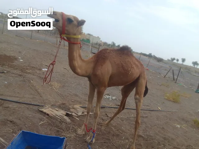 للبيع بكره حجه بنت سنتين سمينه