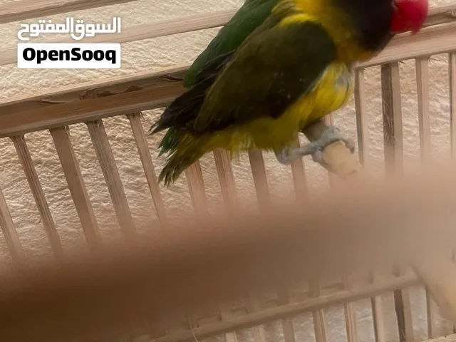 غندور فيشير افريقي خط اول