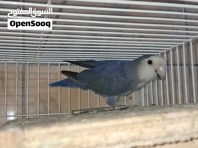 love birds