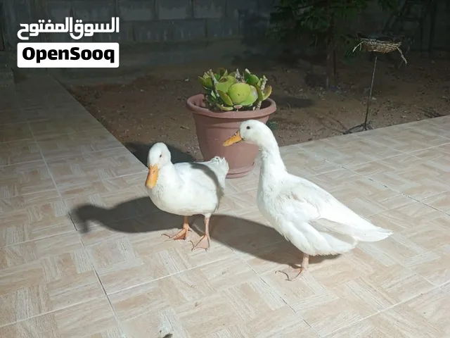 بطتين للبيع ب 14