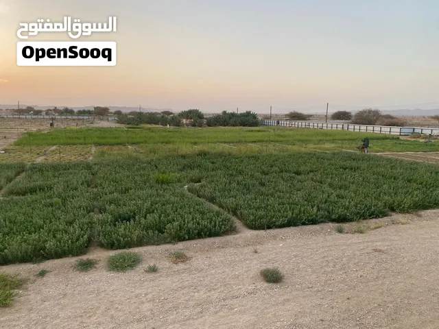 مزرعه للبيع في تنعم منطقة ماثول