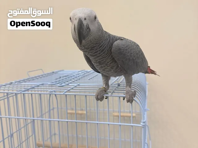 كاسكو اليف