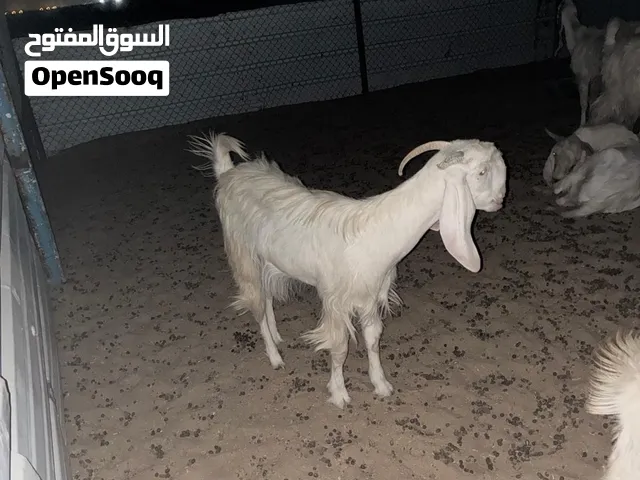 عنز ضريبه بيضا