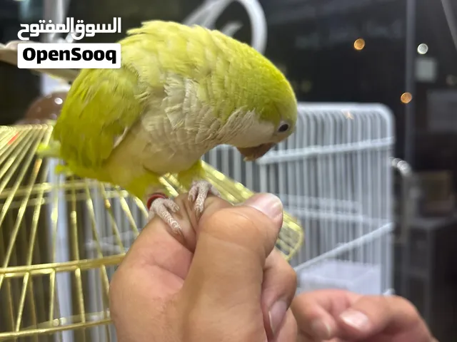 كويكر أليف