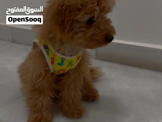 بودل عندها جواز ذكر اسمه براوني