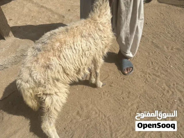 جاعده عمانيه عشار