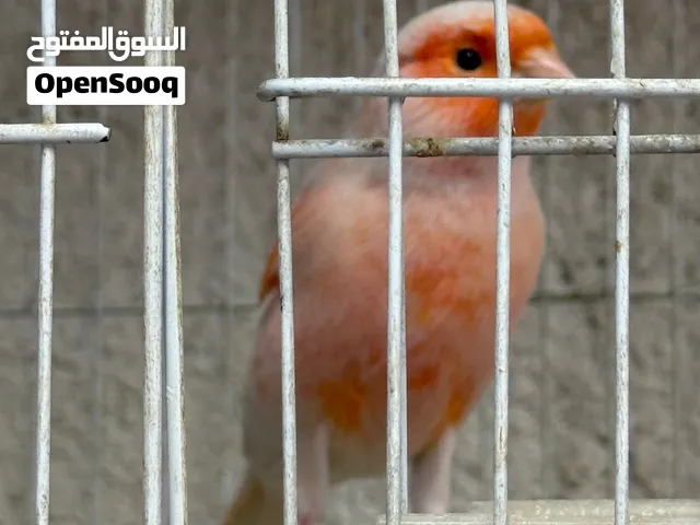 كناري موزايك ذكر فول تابع الوصف