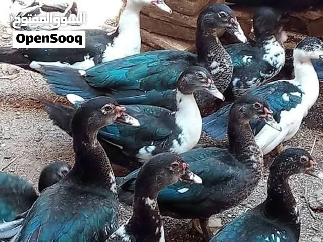 بط بلدي تفريخ طبيعي بدون أدوية ملاحظة كل عمر اللو سعر محدد اقل من 10 دنانير