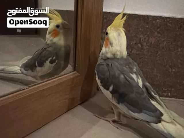 Tame and friendly baby cockatiel parrot bird