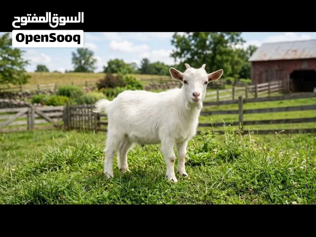 مطلوب معزه قزم