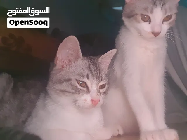 قطتين انجورا مكس للبيع