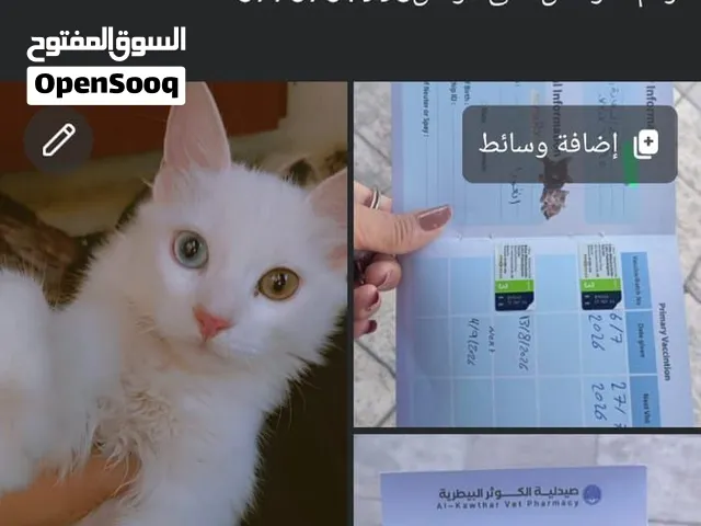 قطه شيرازي عمرها 3شهور