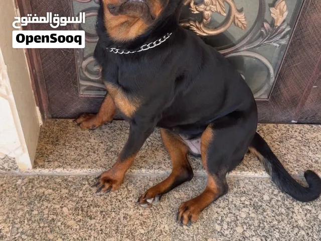 للبيع روت وايلر عمر 7 شهور ونص طلب فيه 6000