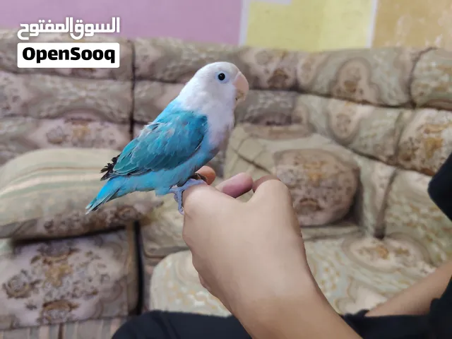 اسلام عليكم زوج غندوره للبيع