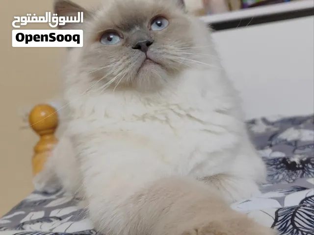 Blue eyed cat for sale
