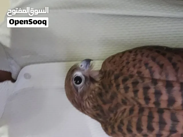 falcon age 11 month