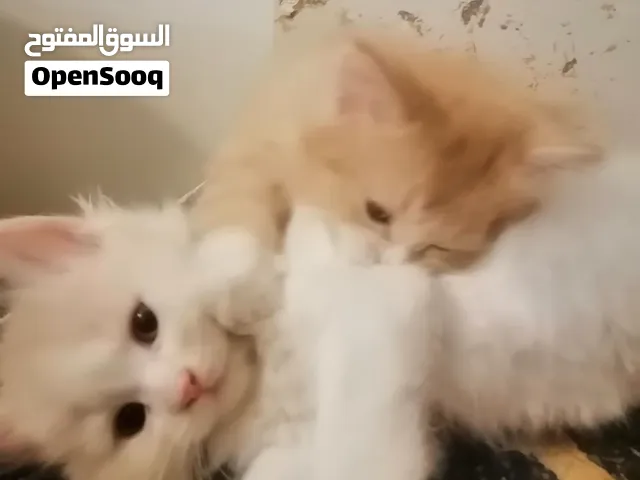قطط عمر 55 يوم بنت و 3 اولاد