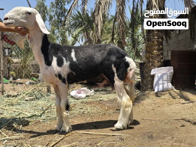 اللهم صل ع محمد وال محمد  ورجينه نجديه درجه اوله  مضرع 3اشهر من فحل اصيل  العنوان البصره مكلف بنشر