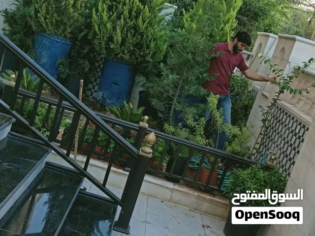 جولد ستار ايطالي سوري مختلف الانواع  سرو ايطالي سرو بلدي التوصيل الى مناطق المملكة