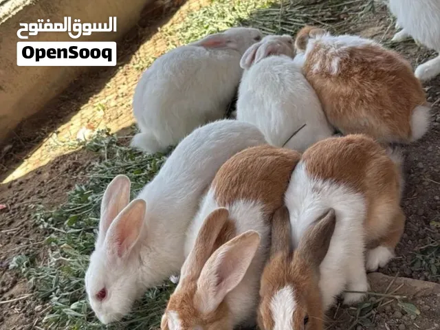 للبيع ارانب منتجات
