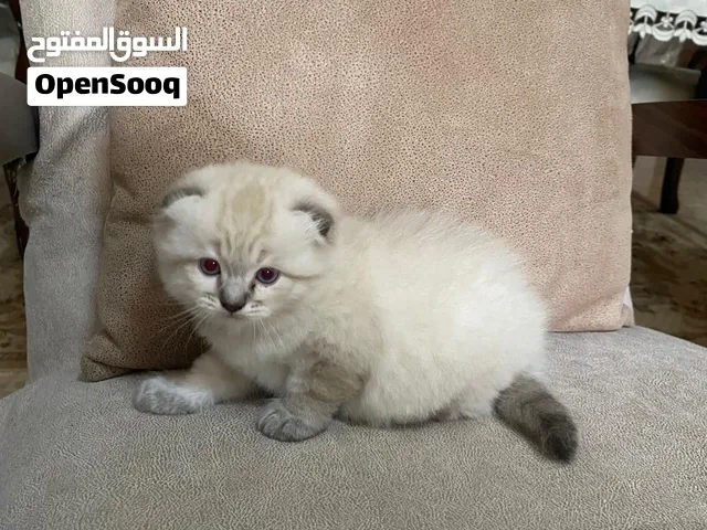 سكوتش فولد عمر 40 يوم